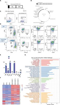 Cord blood-derived CD19-specific chimeric antigen receptor T cells: an off-the-shelf promising therapeutic option for treatment of diffuse large B-cell lymphoma
